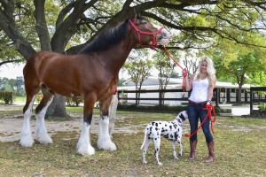 The Blonde Side & Budweiser Clydesdales (Photo: CatchLight Group)