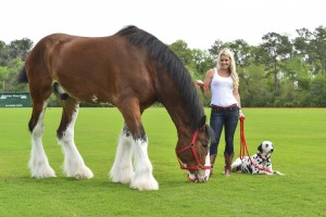 The Blonde Side & Budweiser Clydesdales (Photo: CatchLight Group)