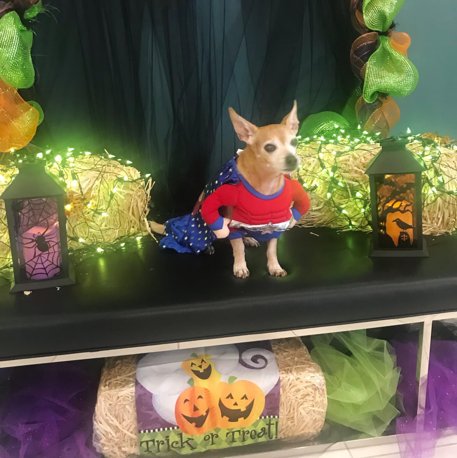 How To Decorate for Halloween on a Budget The Blonde Side