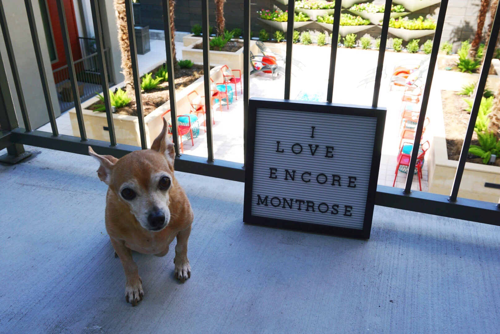 Pet-friendly Montrose (Houston) Apartments - The Blonde Side