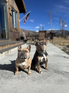 two french bulldogs at a cabin wearing gps dog collars