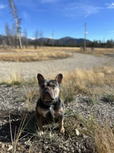 dark and tan French Bulldog looking at the camera wearing a GPS dog collar